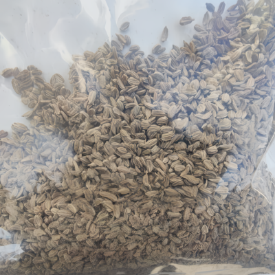 胡萝卜5 Bolero (F1) Carrot Seed
