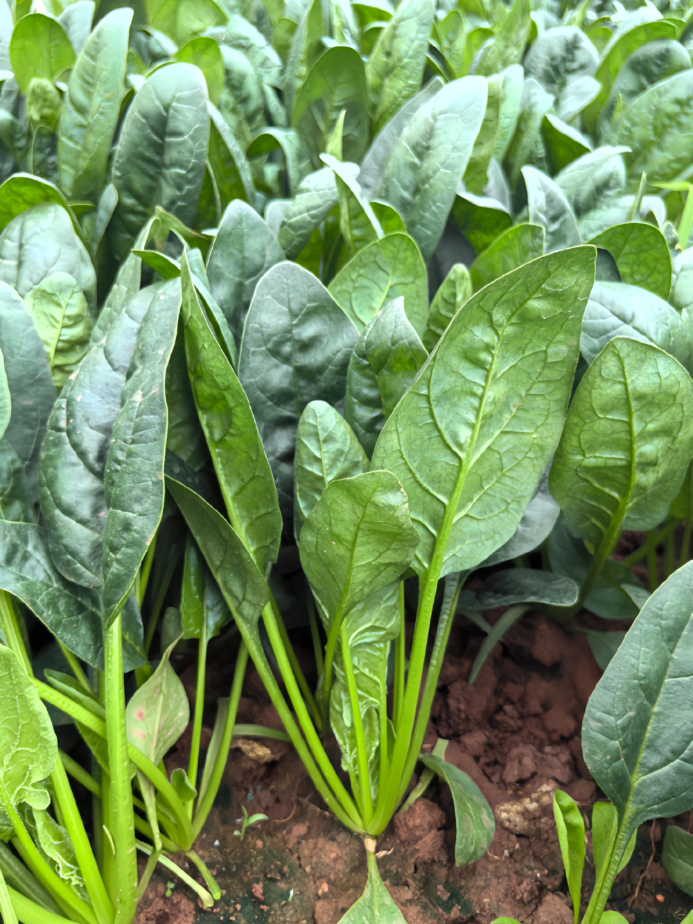 Flamingo Improved (F1) Spinach Seed