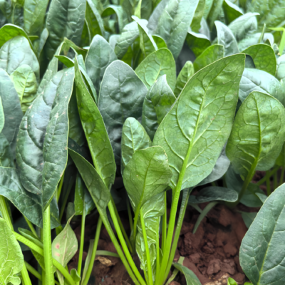 Flamingo Improved (F1) Spinach Seed