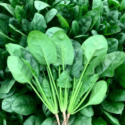 Flamingo Improved (F1) Spinach Seed