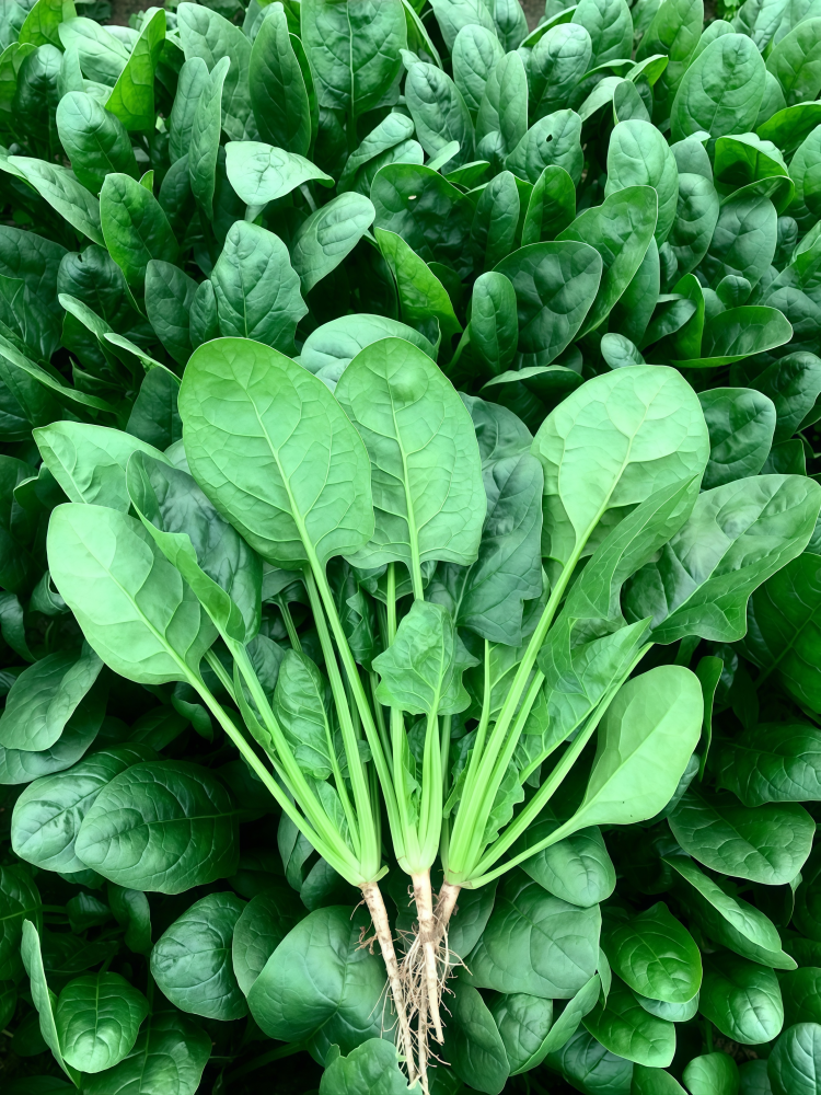 Flamingo Improved (F1) Spinach Seed