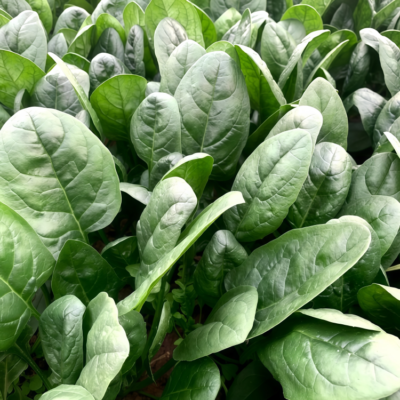 Flamingo Improved (F1) Spinach Seed