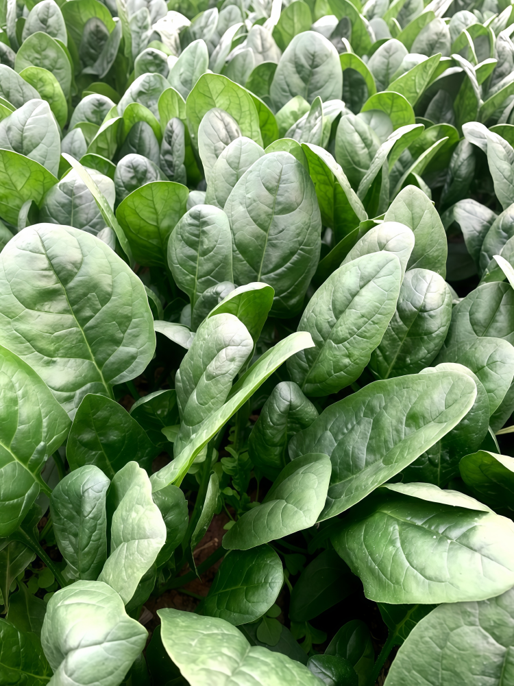 Flamingo Improved (F1) Spinach Seed