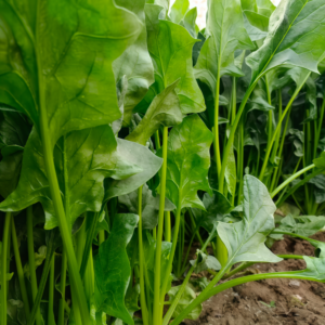 Flamingo Improved (F1) Spinach Seed