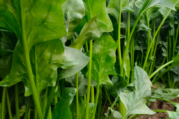 菠菜6 Flamingo Improved (F1) Spinach Seed