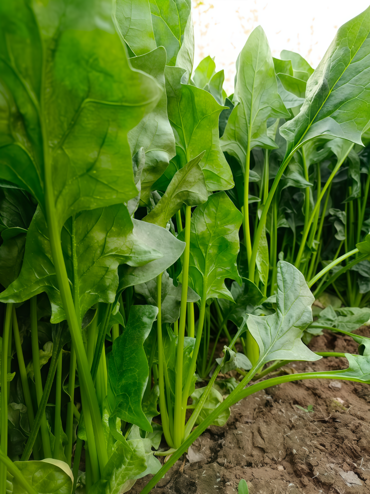 Flamingo Improved (F1) Spinach Seed