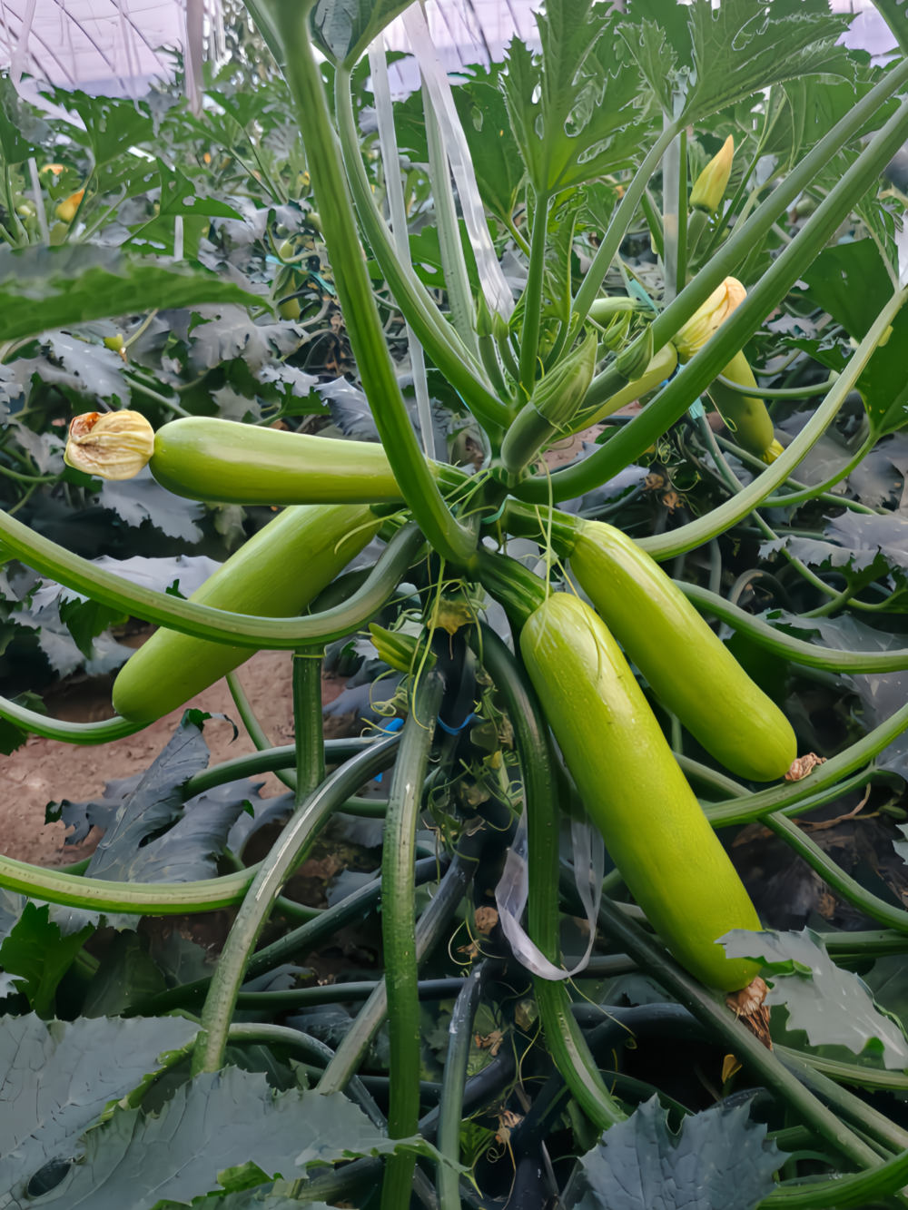 西葫芦1 Magda (F1) Zucchini Squash Seed