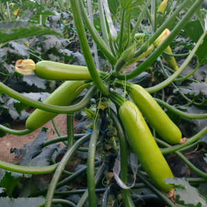 Magda (F1) Zucchini Squash Seed
