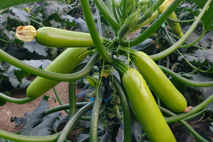 西葫芦1 Magda (F1) Zucchini Squash Seed