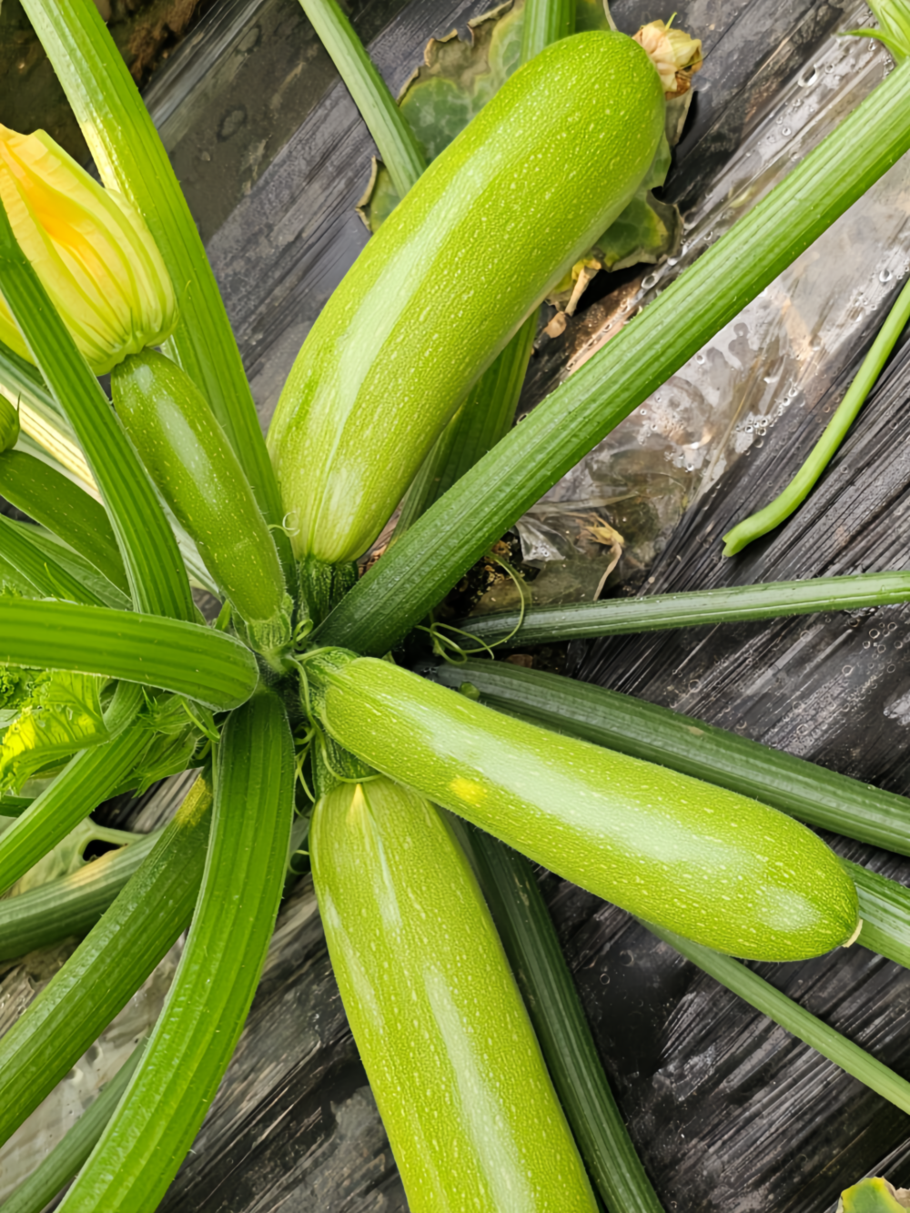 西葫芦2 Magda (F1) Zucchini Squash Seed
