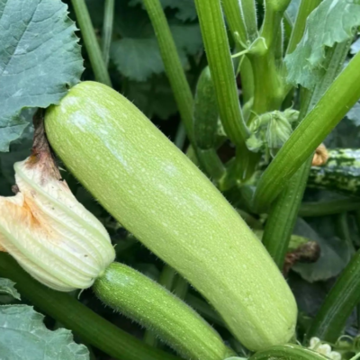 西葫芦3 Magda (F1) Zucchini Squash Seed