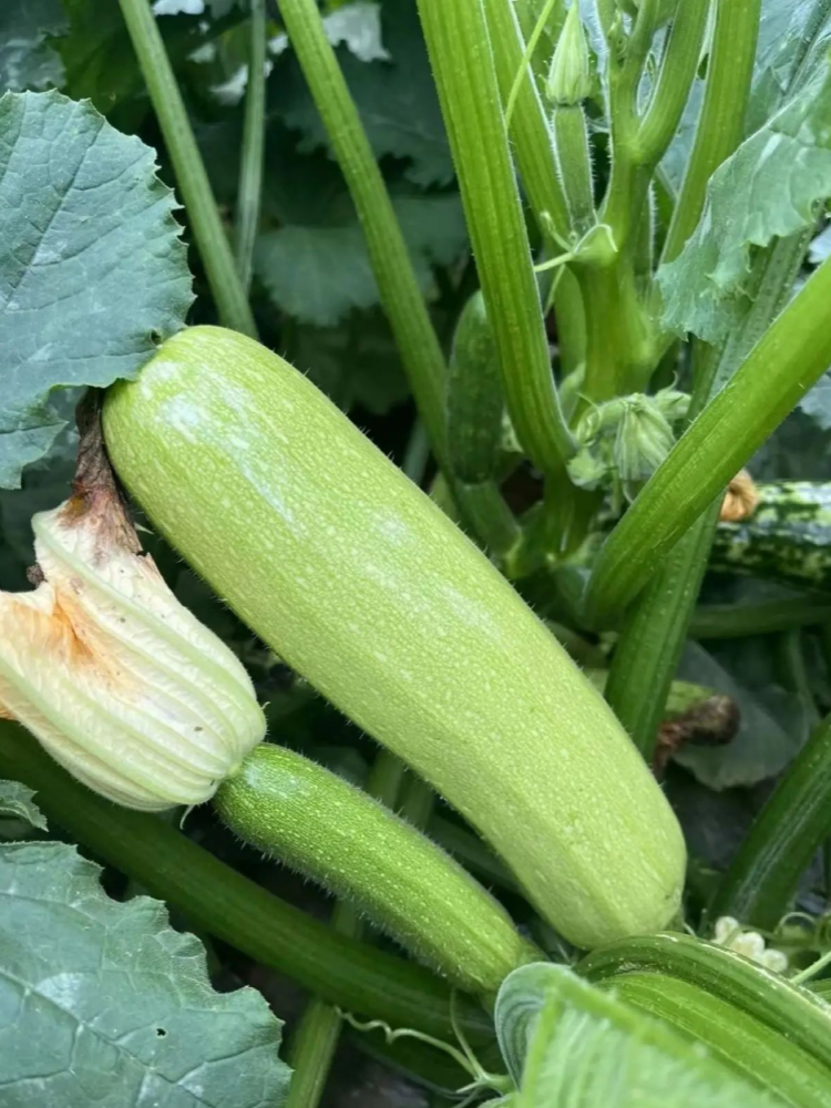 西葫芦3 Magda (F1) Zucchini Squash Seed