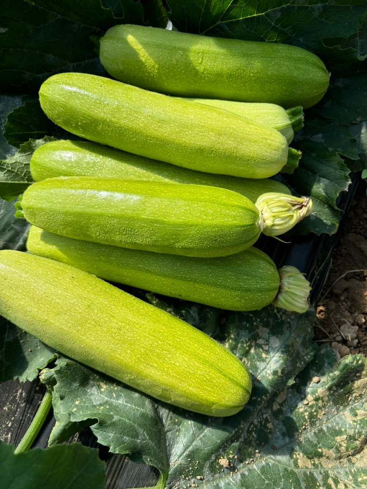 西葫芦4 Magda (F1) Zucchini Squash Seed