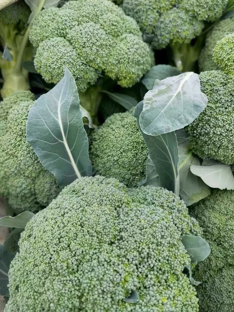 西蓝花1 Green Magic (F1) Broccoli Seed