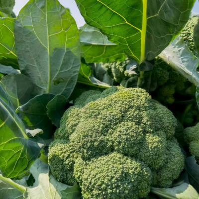 西蓝花2 Green Magic (F1) Broccoli Seed