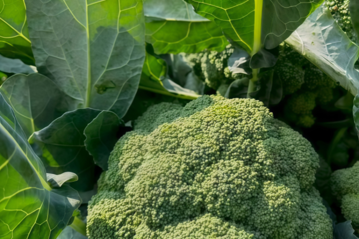 西蓝花2 Green Magic (F1) Broccoli Seed