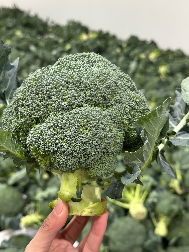 西蓝花3 Green Magic (F1) Broccoli Seed