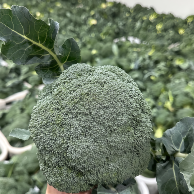 西蓝花4 Green Magic (F1) Broccoli Seed