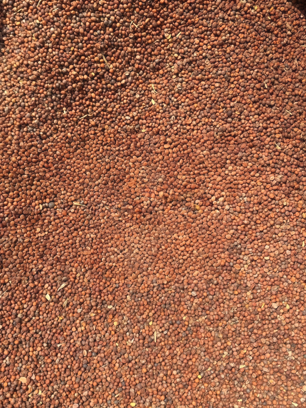 西蓝花5 Green Magic (F1) Broccoli Seed