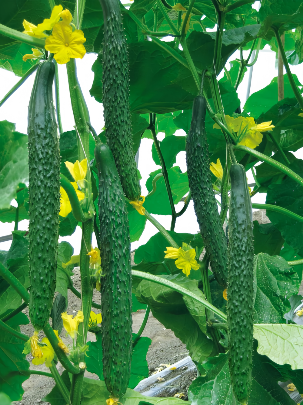 黄瓜1 Tasty Jade (F1) Cucumber Seed