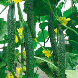 Tasty Jade (F1) Cucumber Seed