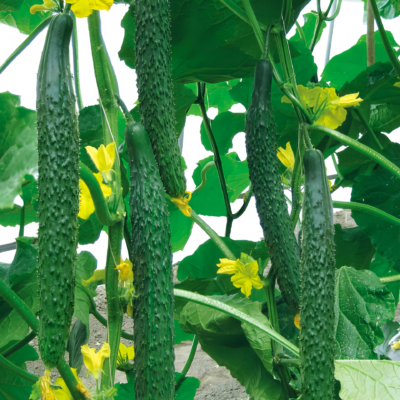 黄瓜1 Tasty Jade (F1) Cucumber Seed