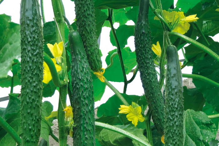 黄瓜1 Tasty Jade (F1) Cucumber Seed