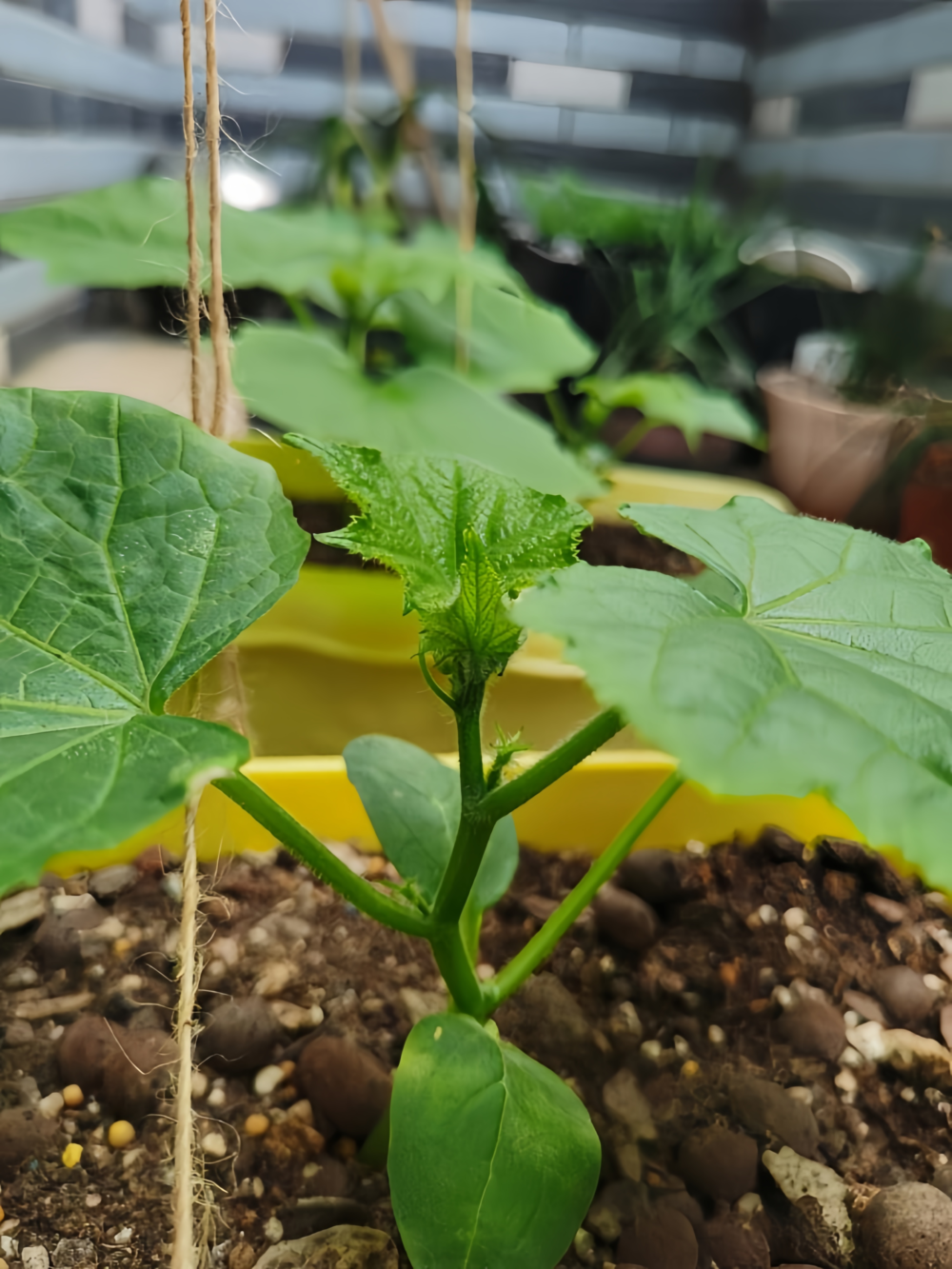 黄瓜3 Tasty Jade (F1) Cucumber Seed