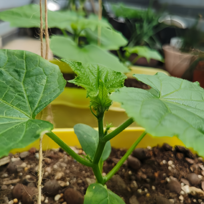黄瓜3 Tasty Jade (F1) Cucumber Seed