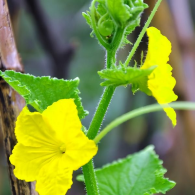 黄瓜4 Tasty Jade (F1) Cucumber Seed