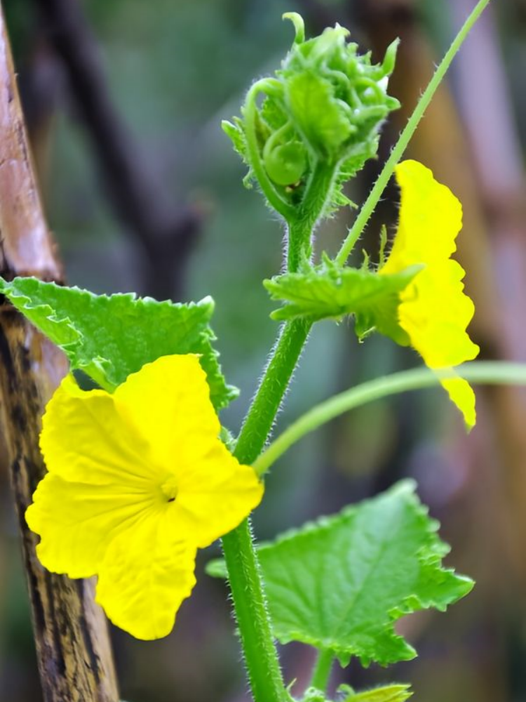 黄瓜4 Tasty Jade (F1) Cucumber Seed