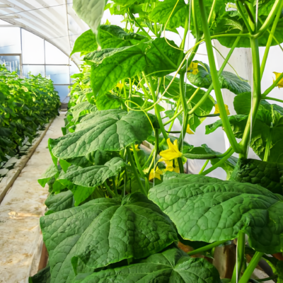 黄瓜5 Tasty Jade (F1) Cucumber Seed
