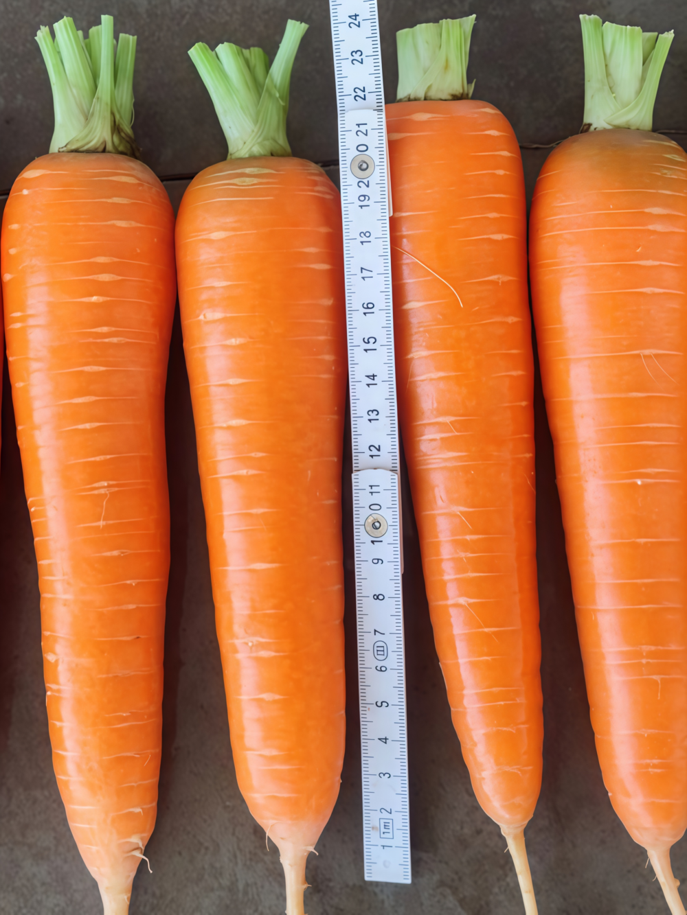 胡萝卜6 Bolero (F1) Carrot Seed