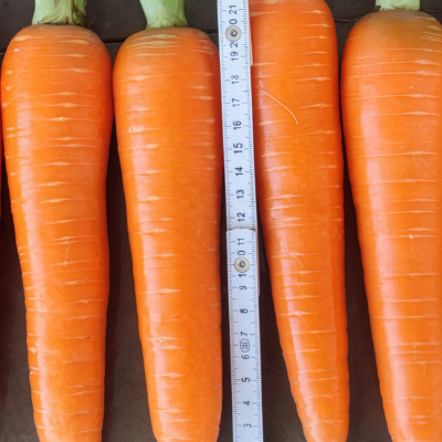 胡萝卜6 Bolero (F1) Carrot Seed