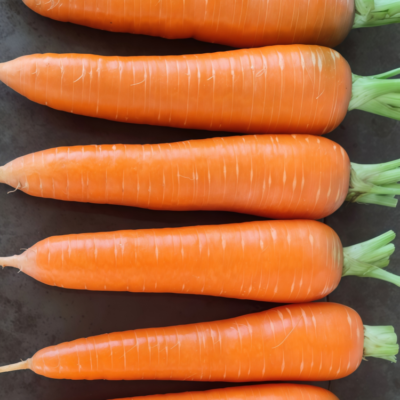 胡萝卜7 Bolero (F1) Carrot Seed