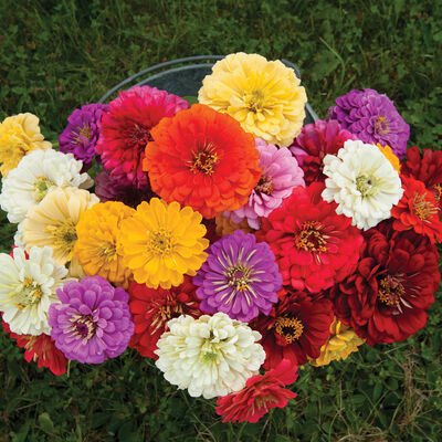 01879_01_giantdahliamix 100+Zinnia Seeds