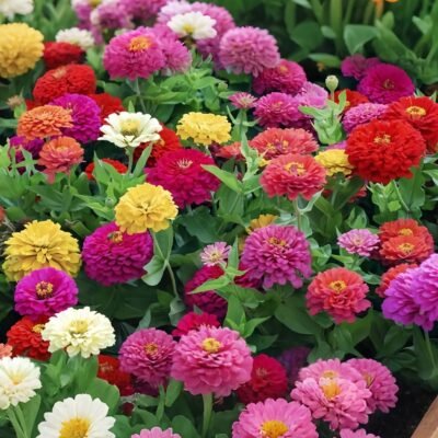 13424319692626027 Benary's Giant Mix Zinnia Seed