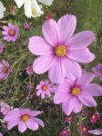 Butterfly and Hummingbird Flower Seed Mix - 24-Variety Blend