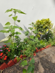 Butterfly and Hummingbird Flower Seed Mix - 24-Variety Blend