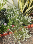 Butterfly and Hummingbird Flower Seed Mix - 24-Variety Blend