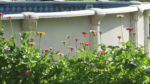 Butterfly and Hummingbird Flower Seed Mix - 24-Variety Blend