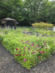 Butterfly and Hummingbird Flower Seed Mix - 24-Variety Blend