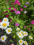 Butterfly and Hummingbird Flower Seed Mix - 24-Variety Blend