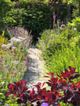 Butterfly and Hummingbird Flower Seed Mix - 24-Variety Blend