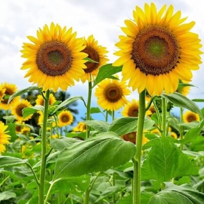 Mammoth Sunflower Seeds