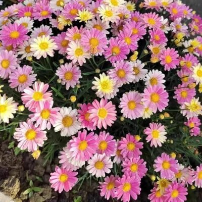 71sSloGZpZL._AC_SX679_ 100+ Pyrethrum Seeds