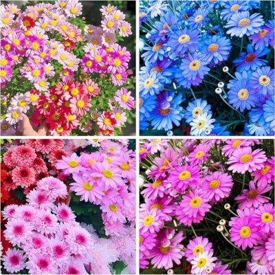 91Fi1S5QOLL._AC_SX679_ 100+ Pyrethrum Seeds