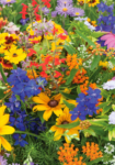 Premium Wildflower Mix Seeds: 134,000 Seeds Per Bag