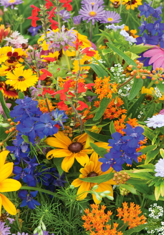 Premium Wildflower Mix Seeds: 134,000 Seeds Per Bag