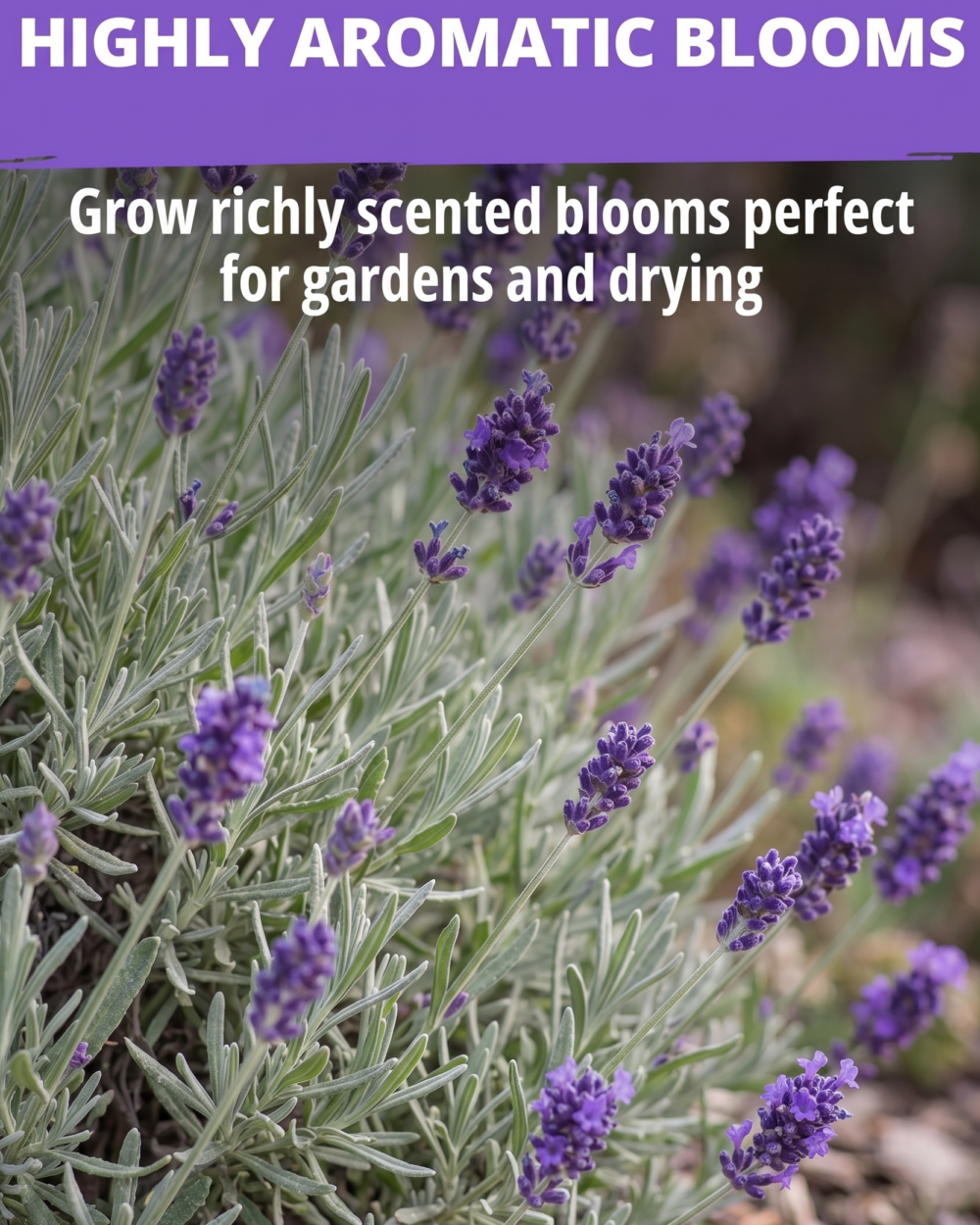 Gemini_Generated_Image_d9k4etd9k4etd9k4_副本 HOME GROWN Non GMO Lavender Seeds Wildflower Seed